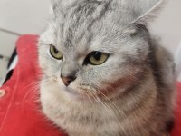 İngiliz ırkı kedimiz