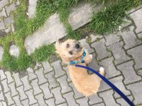 Ücretsiz sahiplendirilecek dişi kromforhlander köpeğimiz