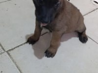 35 günlük hırs küpü köpeğimiz