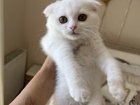 Dişi ve Erkek Scottish Fold Yavrular