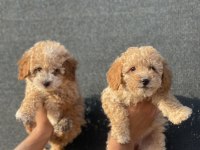 Bu güzel maltipoo yavrulardan sizinde olmasın mı?