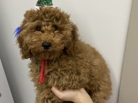 Toy poodle 3,5 aylık