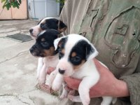 SDK çiftlikten kısa bacak jack russell terrierler