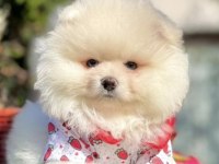 Pomeranian boo köpeği