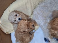 Kocaelide Safkan Apricot Toy Poodle