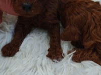 Toy Poodle Irk Garantili Yavrular