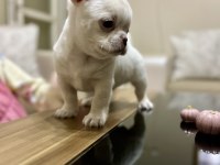 Kalite chihuahua tesadüf değildir