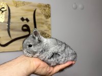 Safkan Hollanda Cüce Ve Mini Lop Tavşan Her Yere Gönderim