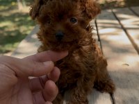 Sağlık Ve Irk Garantili Tea Cup Poodle Yavrularımız