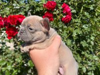36 günlük blue fawn lilac (plat taşıyıcı) french bulldoglar