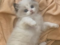 Safkan Şecereli Yavru Dişi Ragdoll