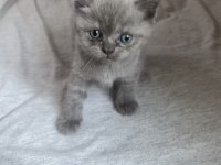 BRİTİSH SHORTHAİR CİNSİ YAVRU KEDİMİZ