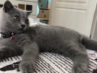 3 aylık british shorthair kedimiz
