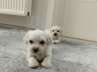 Show kalite maltese yavrularımız