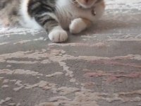Scottish Fold 7 8 aylık kardeşler