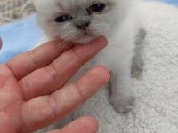 British Blue Point Safkan Ayı Surat