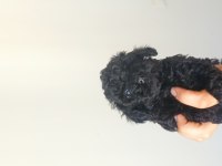 Poodle (black poodle)