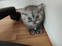 British shorthair 2,5 aylık erkek kedimiz