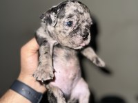 A KALİTE ERKEK BLACK MERLE FRENCH BULLDOG