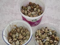 KULUÇKALIK BILDIRCIN YUMURTASI