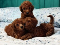 Anne altından orjinal poodle bebekler
