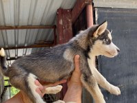 2.5 aylık dişi erkek husky yavrum mevcuttur
