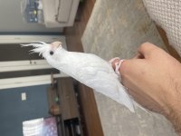 3 Aylık Evcil Albino Sultan Papağanı