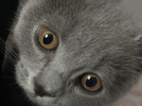 British shorthair erkek 4 aylık