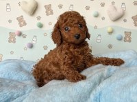 Safkan Toy Poodle Yavrularımız