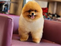 Muhteşem Pomeranian Boo
