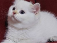 Safkan british shorthair açıklamayı okuyun lütfen
