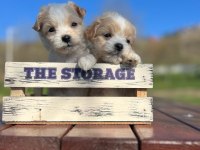 Erkek maltipoo yavrumuz