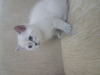 British shorthair 2 aylık erkek