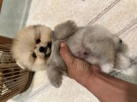 Ayı surat garantili pomeranian