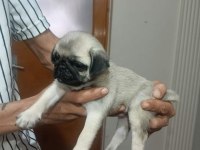 Muhteşem Pug Bebeklerimiz
