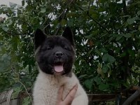 Amerikan Akita Erkek Yavru