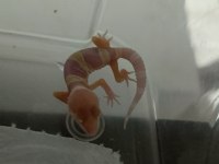 Yavru leopar gecko