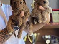 Safkan Dev Poodle Üst Düzey Soydan Özel Seri BURKEMDEN