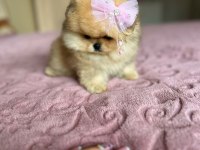 SHOW CLASS MÜHTEŞEM POMERANİAN BOO YAVRULAR