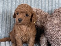 Eşsiz Güzellikte Toy Poodle Yavrumuz