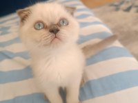 Scottish fold blue point 2 aylık dişi