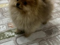 5 Aylık aşıları tam Dişi pomeranian