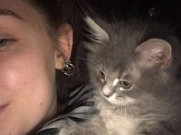 Sahibinden gemiye çıkma sebebiyle british longhair