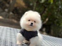 Orjinal spitz olmayan pomeranian boo çocuklarımız