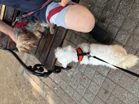Ücretsiz Sahiplendirme Maltese