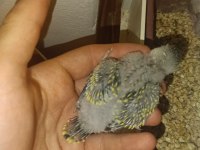 Damızlık ve Yavru Muhabbet Kuşlar