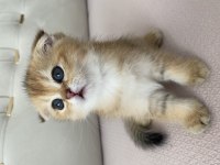 Muhteşem renk de black golden scottish fold
