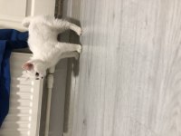 Yavru british shorthair kedimizi sahiplendiriyoruz