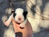 29 Ekim doğumlu border collie yavrular