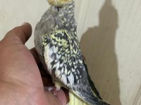 52 GÜNLÜK FUL EVCİL KUSURSUZ BEBEK SULTAN